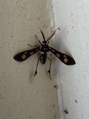 Pseudocharis splendens