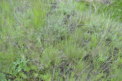 Festuca valesiaca