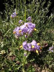 Solanum pinnatum