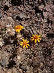 Chaetanthera chilensis