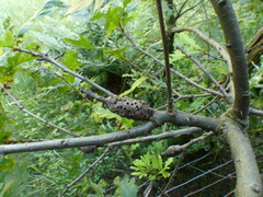 Pseudoneuroterus macropterus