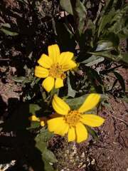 Flourensia thurifera