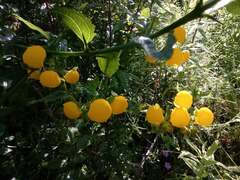 Calceolaria ascendens
