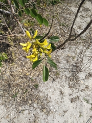Sophora tomentosa
