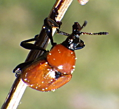 Attelabus nitens