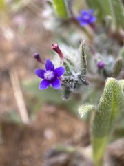 Anchusa