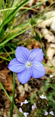 Linum narbonense