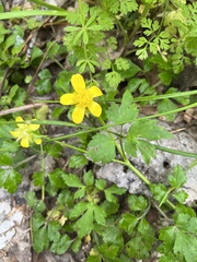 Ranunculus hispidus