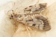 Herpetogramma thestealis