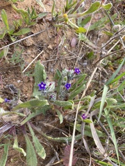 Anchusa