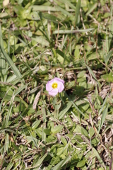 Oxalis obliquifolia