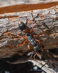 Myrmecia esuriens