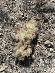 Cylindropuntia tunicata