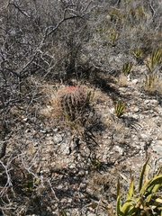 Ferocactus pilosus