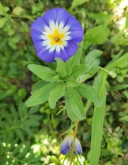 Convolvulus tricolor