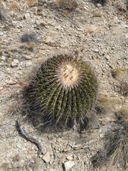 Echinocactus platyacanthus