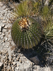 Echinocactus platyacanthus