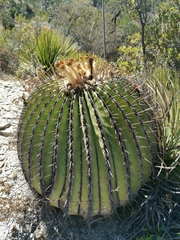 Echinocactus platyacanthus