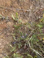 Anchusa