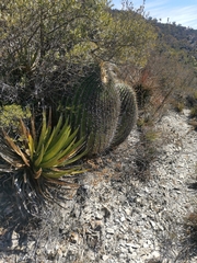 Echinocactus platyacanthus