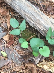 Thaspium trifoliatum