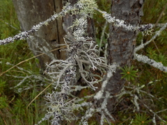 Pseudevernia furfuracea