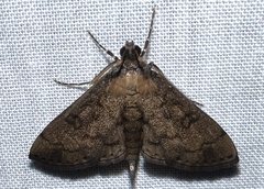 Nacoleia charesalis