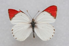 Colotis danae eupompe