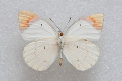 Colotis danae eupompe