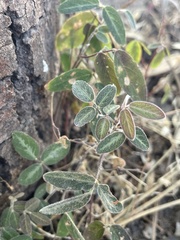 Desmodium batocaulon