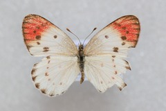 Colotis danae eupompe