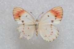 Colotis danae eupompe