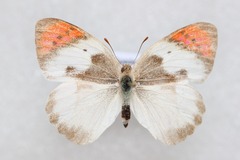Colotis danae eupompe