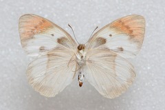 Colotis danae eupompe