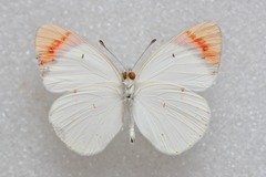 Colotis danae eupompe