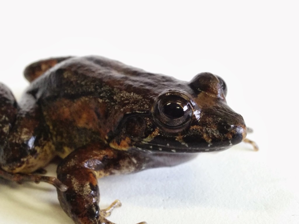 Leptodactylus colombiensis (Anfibios de (Amphibian of) Nilo ...