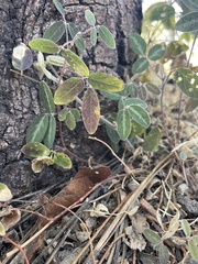 Desmodium batocaulon