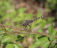 Zygonoides fuelleborni