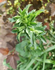Eryngium planum