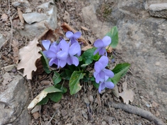 Viola hirta