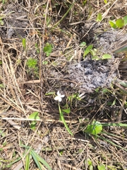 Viola vittata