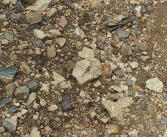 Orthetrum chrysostigma