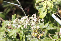 Rubus rigidus
