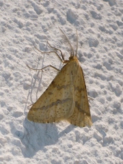 Aspitates ochrearia