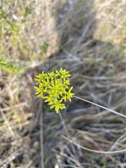 Polygala cymosa