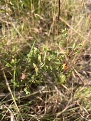 Hypericum tetrapetalum