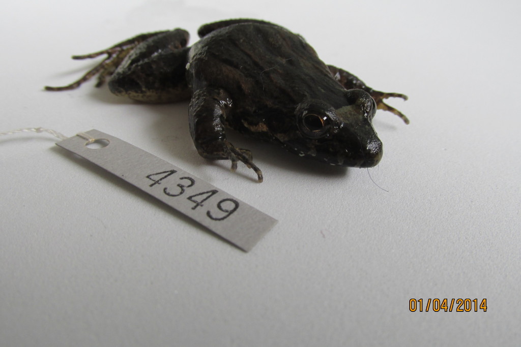 Leptodactylus colombiensis (Anfibios de (Amphibian of) Nilo