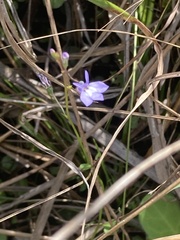 Lobelia feayana