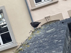 Turdus merula