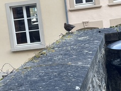Turdus merula